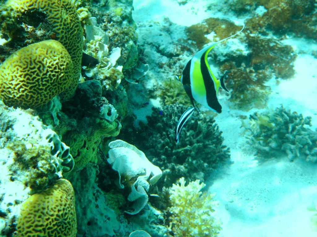 Salt Lake Lodge Savusavu Bilik gambar