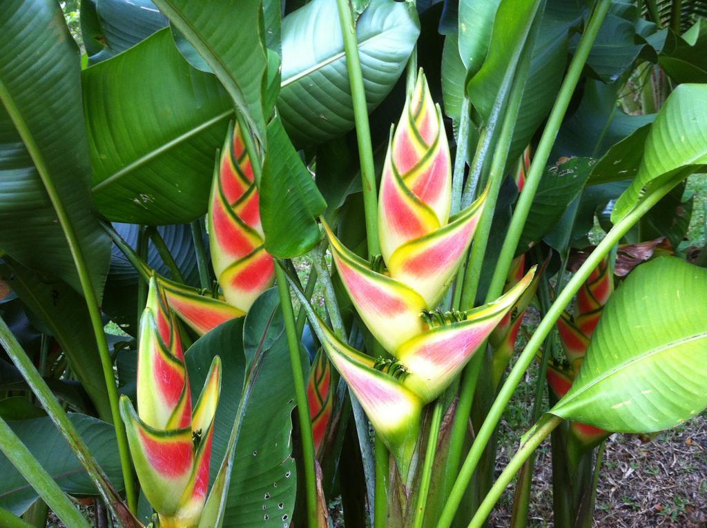 Salt Lake Lodge Savusavu Luaran gambar